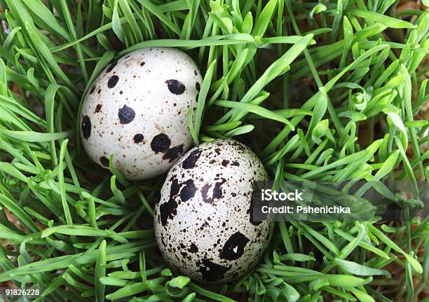 Uova Di Quaglia In The Grass - Fotografie stock e altre immagini di Alimentazione sana - Alimentazione sana, Ambientazione esterna, Campo