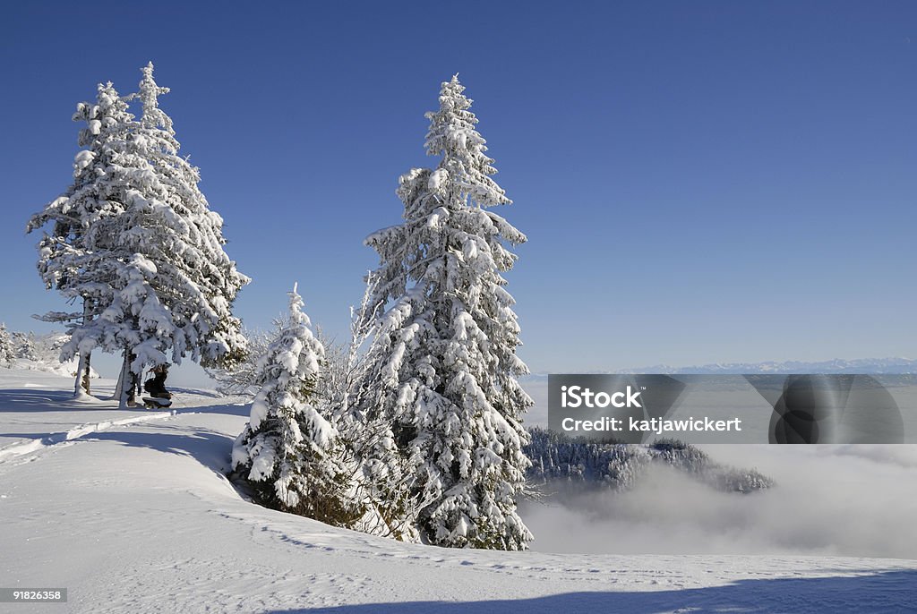 Bäume im Schnee - Photo de Arbre libre de droits