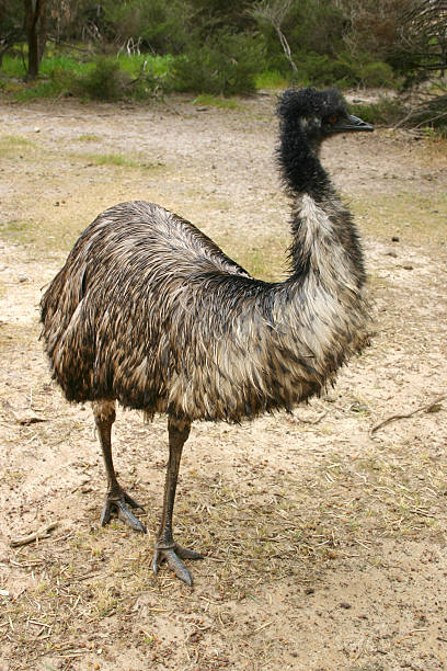 istock Adult emu (Dromaius novaehollandiae) in South Australia 91826492