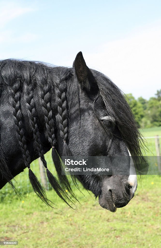 Ritratto di Cavallo di razza Shire con lavorazione a trecce Criniera - Foto stock royalty-free di Ambientazione esterna