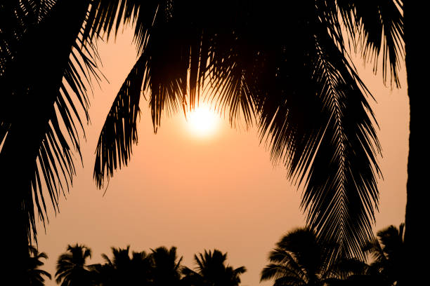 sunset behind palm leaves, Navelim, Goa, India stock photo