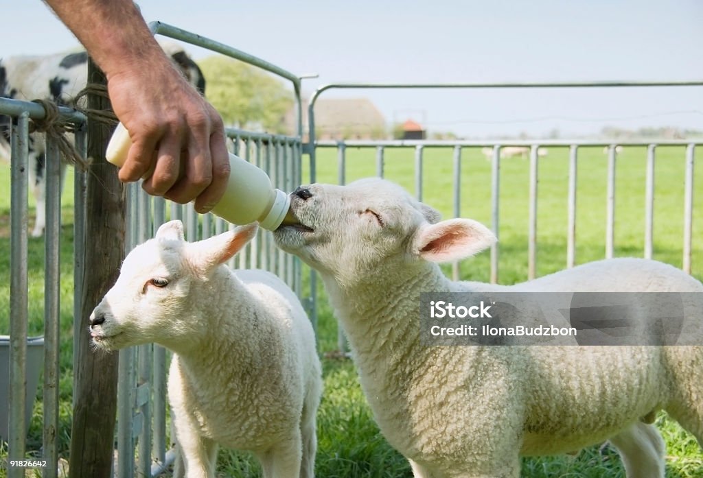 Wiosna lamb żywienia - Zbiór zdjęć royalty-free (Jagnię - zwierzę)