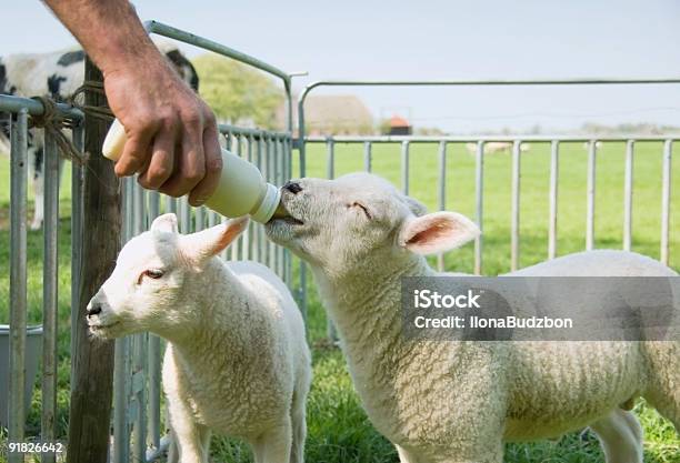 Primavera Cordeiro Alimentação - Fotografias de stock e mais imagens de Cordeiro - Animal - Cordeiro - Animal, Alimentar, Chupar