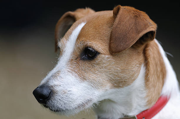 istock Smooth coated Parson Jack Russell Terrier portrait 91826675