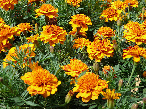 istock yellow flowers on flowerbed 91826681