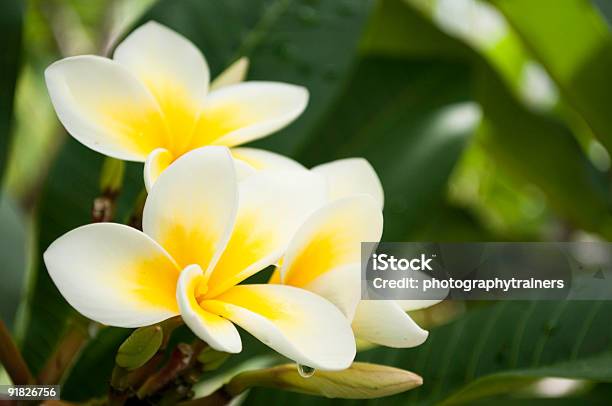 The Frangipanni Series Stock Photo - Download Image Now - Beauty In Nature, Botany, Close-up