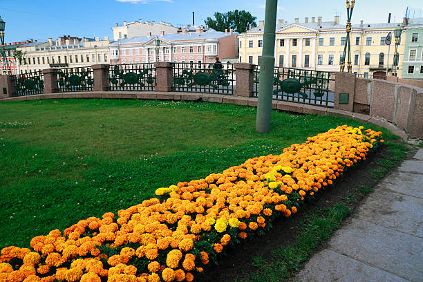 Yellow flowers stock photo