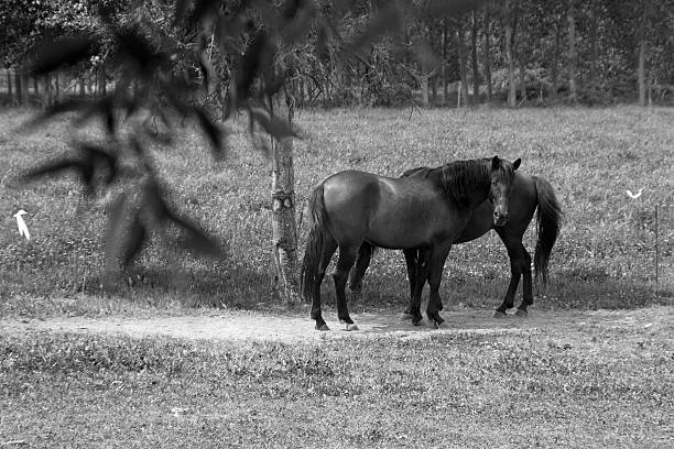 Chevaux sauvages sur champ - Photo