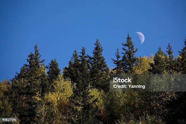 Mezza Luna Splendente Nel Cielo Sopra La Foresta - Fotografie stock e altre immagini di Albero - Albero, Ambientazione esterna, Ambientazione tranquilla