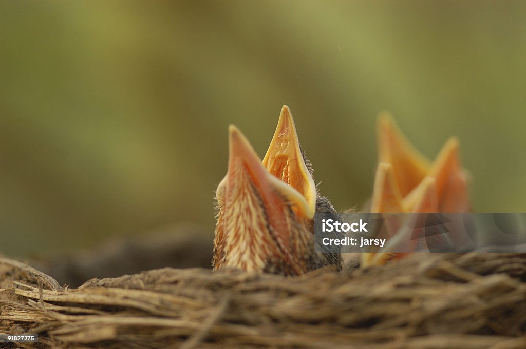 Nestling - Foto de stock de Animal libre de derechos