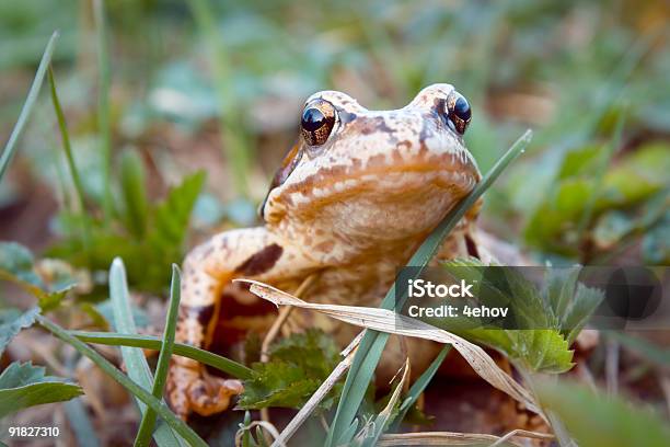 Rã Na Relva - Fotografias de stock e mais imagens de Acasalamento - Acasalamento, Anfíbio, Animal