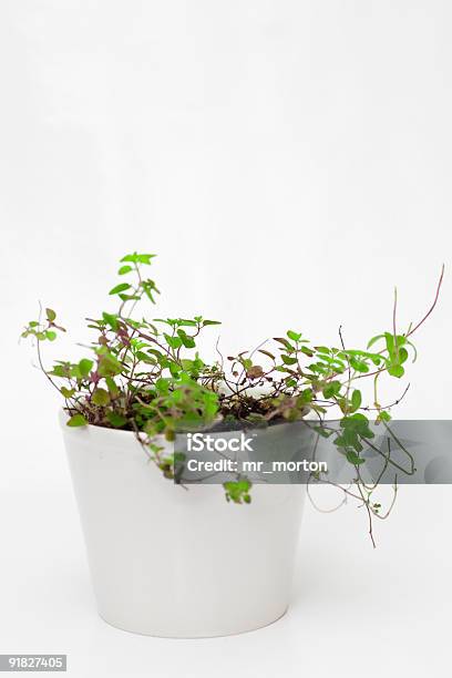 Oregano Plant Stock Photo - Download Image Now - Backgrounds, Color Image, Domestic Kitchen