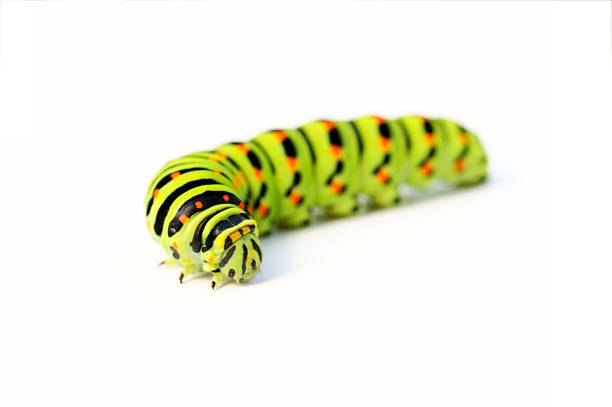 istock Green caterpillar with black stripes and orange dots 91827583