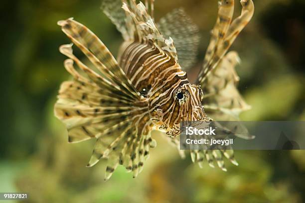 Lionfish Stockfoto und mehr Bilder von Aquarium - Haustierbedarf - Aquarium - Haustierbedarf, Farbbild, Fisch