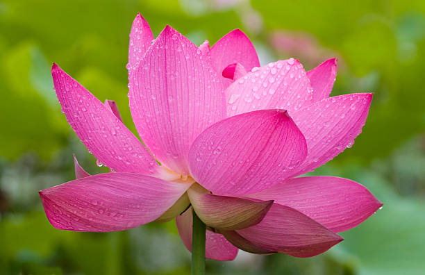 istock Pink lotus flower with raindrops #2 91827835