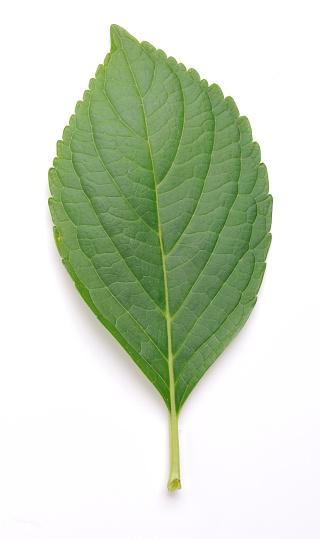 Green hazel leaf isolated on white background close-up.