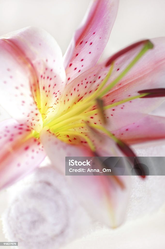 Свежие розовая лилия - Стоковые фото Ароматический роялти-фри