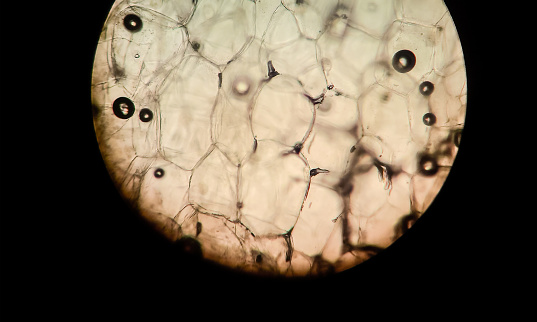 Cells Optical Microscope Colorful Cells Under Optical Microscope Stock Photo - Download Image ...