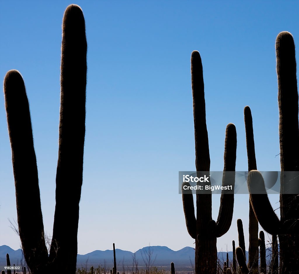 Sonora-Wüste - Lizenzfrei Arizona Stock-Foto