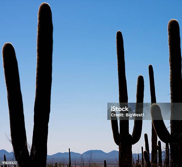 Sonorawüste Stockfoto und mehr Bilder von Arizona - Arizona, Extremlandschaft, Farbbild