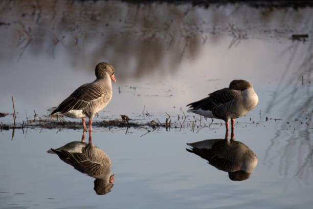 istock Two ducks on a lake are waiting for spring 918283248
