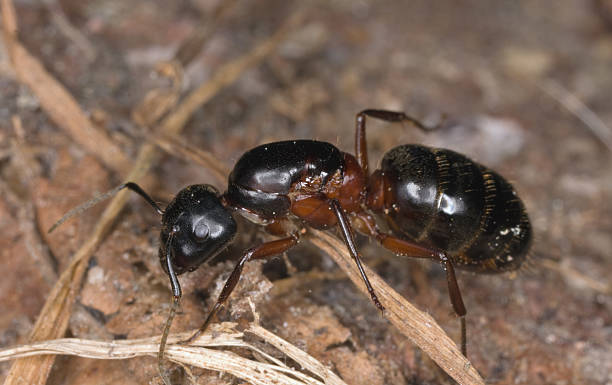 istock Extreme close-up of wood ant 91828337