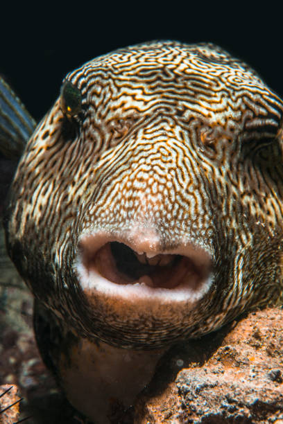 istock Puffer Fish in Indonesia 918283446