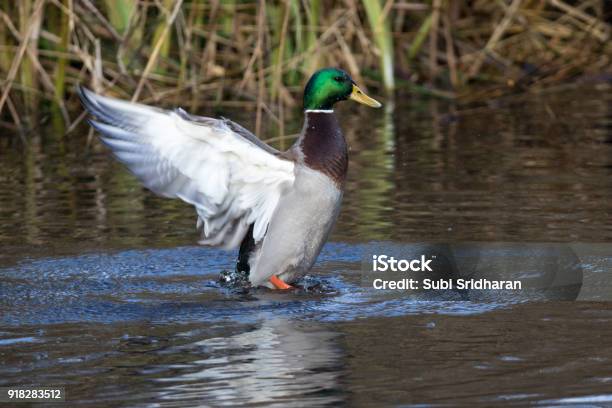 Mallard Shaking Stock Photo - Download Image Now - Animal Wildlife, Beauty, Bird