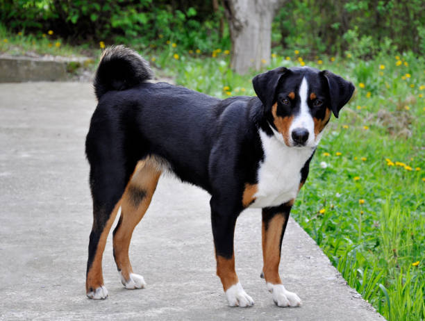 istock Appenzell cattle dog running on the green grass. 918283760