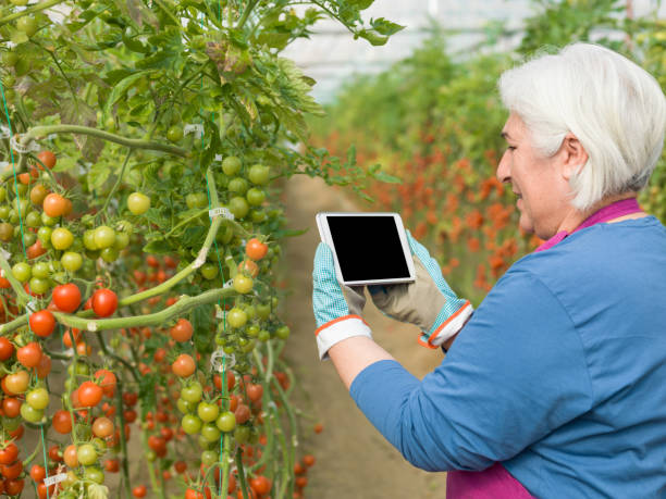 istock Senior Adult Woman Using Digital Tablet While Working In Modern Tomato Greenhouse 918284252