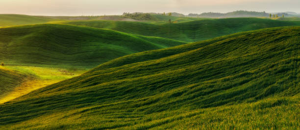 istock Green field. picturesque hills. beautiful spring field 918284300