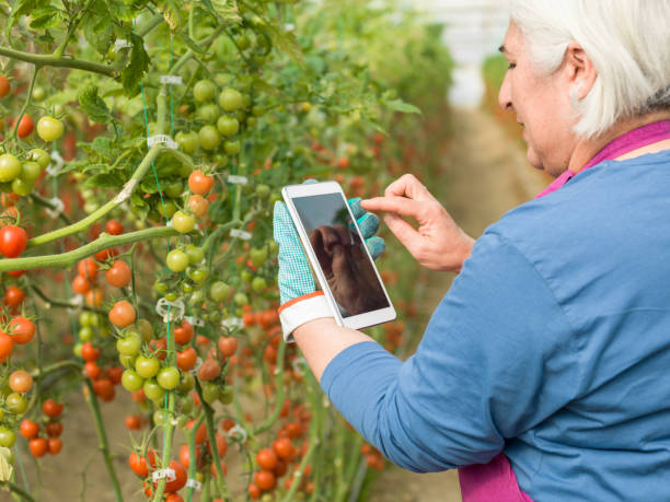 istock Senior Adult Woman Using Digital Tablet While Working In Modern Tomato Greenhouse 918284314