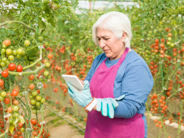 istock Senior Adult Woman Using Digital Tablet While Working In Modern Tomato Greenhouse 918284382