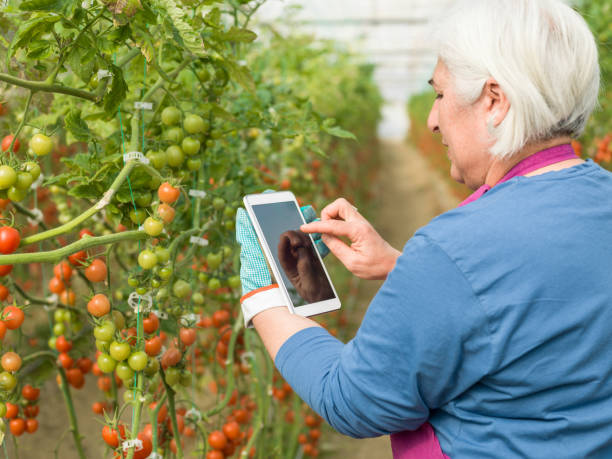 istock Senior Adult Woman Using Digital Tablet While Working In Modern Tomato Greenhouse 918284384