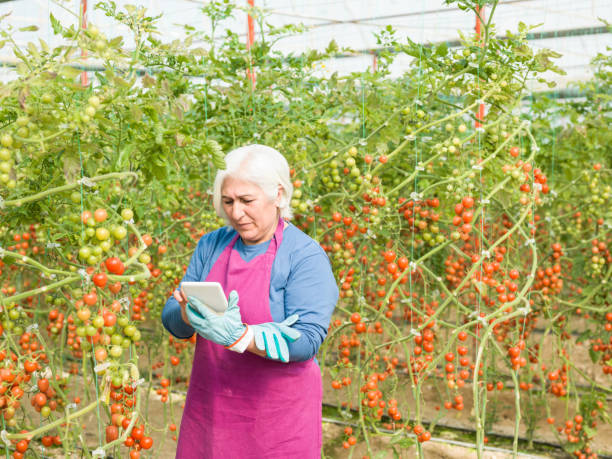 istock Senior Adult Woman Using Digital Tablet While Working In Modern Tomato Greenhouse 918284456
