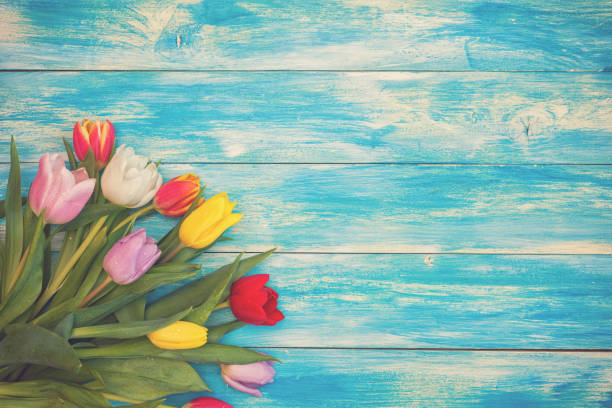 Beautiful multi colored tulips on wooden background