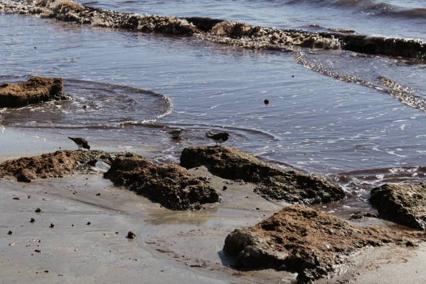 istock Birds on the shore in the morning 918285470