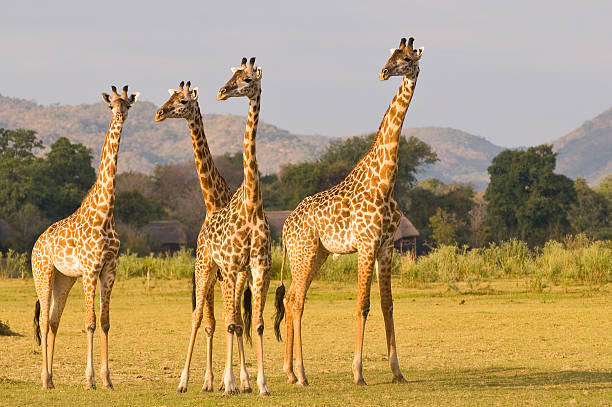 Pair of giraffes near the tree in the Mikumi National Park in Tanzania. One is lying down, the other is standing in the shade of the tree.