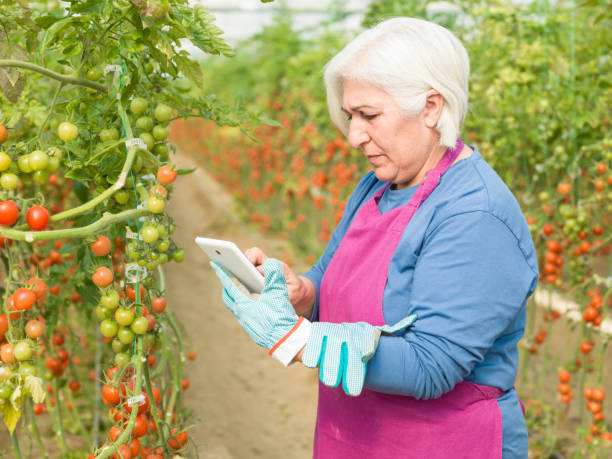 istock Senior Adult Woman Using Digital Tablet While Working In Modern Tomato Greenhouse 918286608
