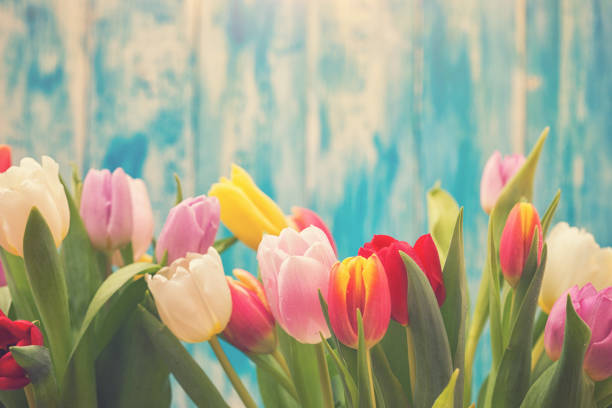 Beautiful multi colored tulips on wooden background