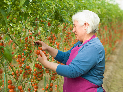 Senior adult asian woman with gray hair working in tomato greenhouse. She is wearing a blue sweater and a purple apron. Shot in daylight with a medium format camera.