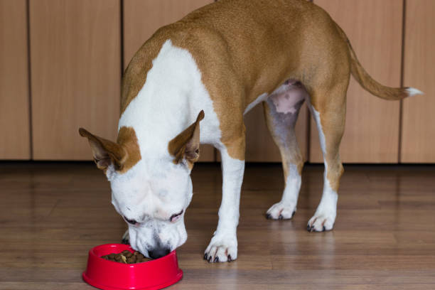 istock Dog eating from its bowl 918287068