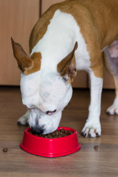 istock Dog eating from its bowl 918287260
