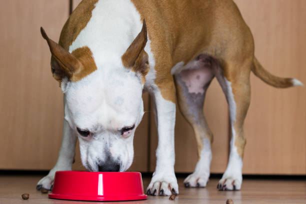 istock Dog eating from its bowl 918287318