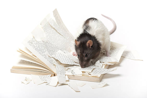 Rat and book stock photo