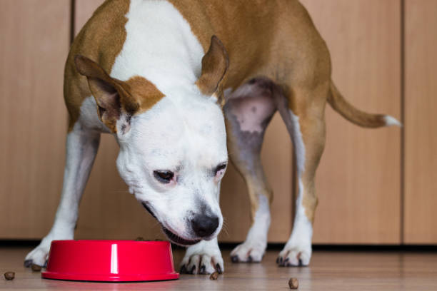 istock Dog eating from its bowl 918287512