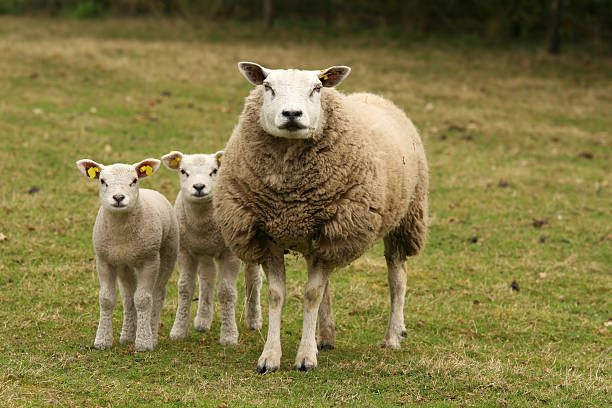 istock Mother sheep and two little lambs looking at you 91828769