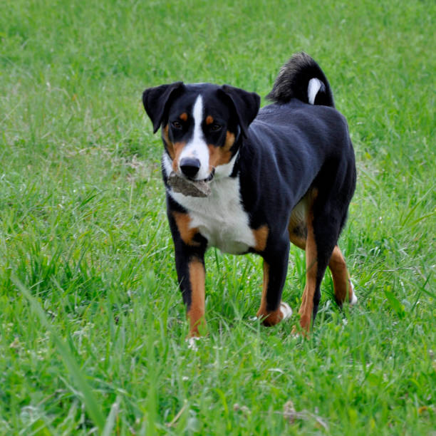 istock Appenzell cattle dog running on the green grass. 918289528