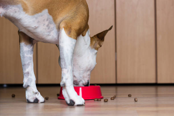 istock Dog eating from its bowl 918289592