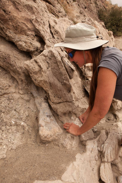 frau wanderer fossile knochen fossil discovery trail morrison formation dinosaur national monument utah - dinosaur national monument stock-fotos und bilder